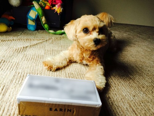 こつぶとearin こつぶとearin
